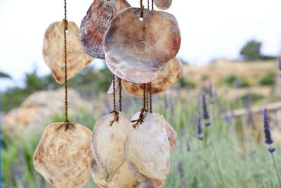 Close-up of fruits hanging on land