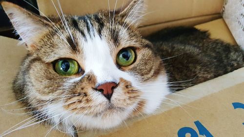 Close-up portrait of cat