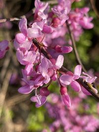 Close-up of pink cherry blossoms