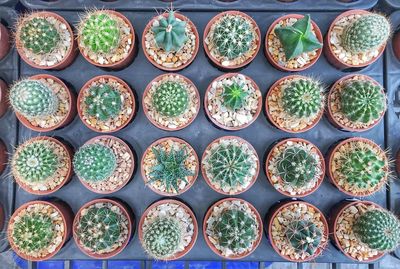 Cactus in potted plants in greenhouse