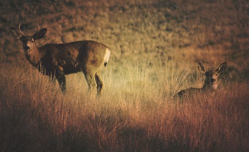 Deer standing on field