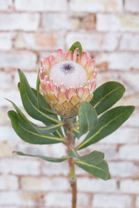 Close-up of pink flower