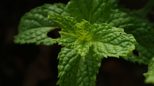 Close-up of green leaf