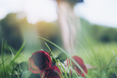 Close-up of red rose on field