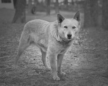 Portrait of dog on field