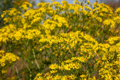 Close-up of yellow flowering plants on field