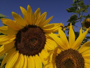 Close-up of sunflower