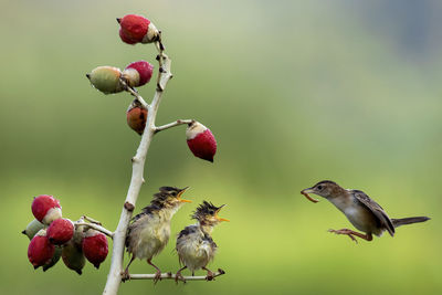 Close-up of birds perching on berry plant