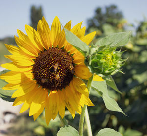 Close-up of sunflower on plant