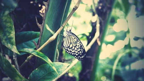 Close-up of butterfly on leaf