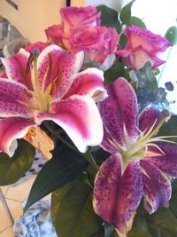 Close-up of pink flowers