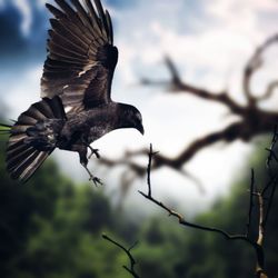 Low angle view of eagle flying against sky