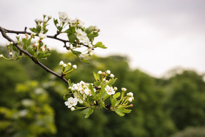 Close-up of white cherry blossoms in spring