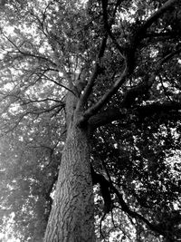 Low angle view of trees