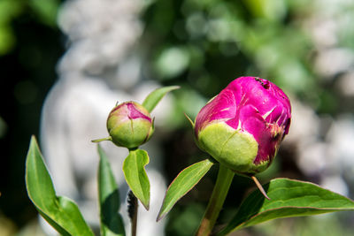 Close-up of pink rose bud growing on plant