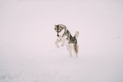 Dogs on snow covered field