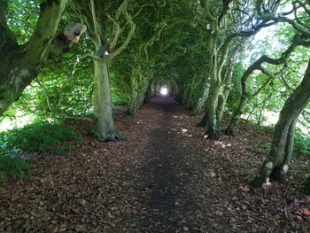 Trees in forest