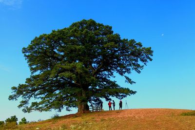 Low angle view of tree against clear blue sky