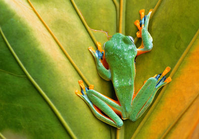 High angle view of frog on leaf