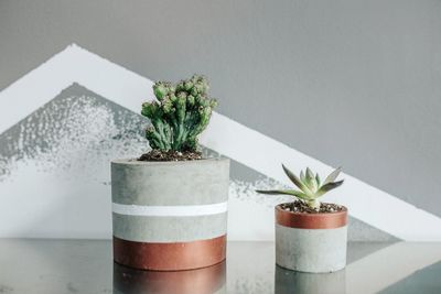 Close-up of potted plant on table