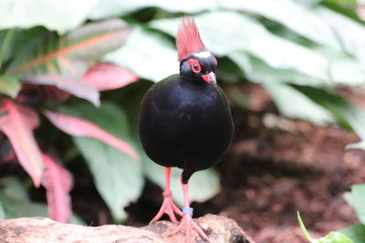 Close-up of bird