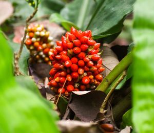 Close-up of red berries