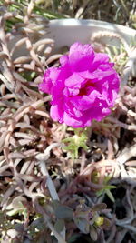 Close-up of pink flowers blooming outdoors