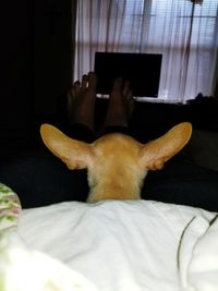 Close-up of dog sitting on bed at home