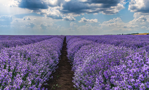 Lavender field