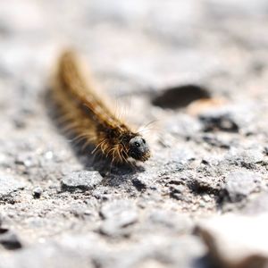 Close-up of bee on rock