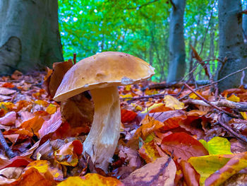 Close-up of mushroom growing in forest