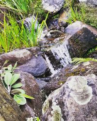 Close-up of plants growing in water