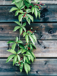 Plant on wooden fence