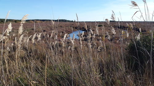 Plants growing on land against sky