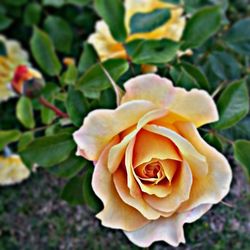 Close-up of rose blooming