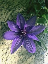 Close-up of purple flower blooming outdoors