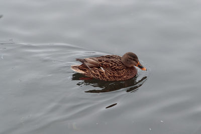 High angle view of mallard duck swimming in lake