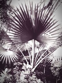 Low angle view of plants against sky