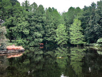 Scenic view of lake in forest
