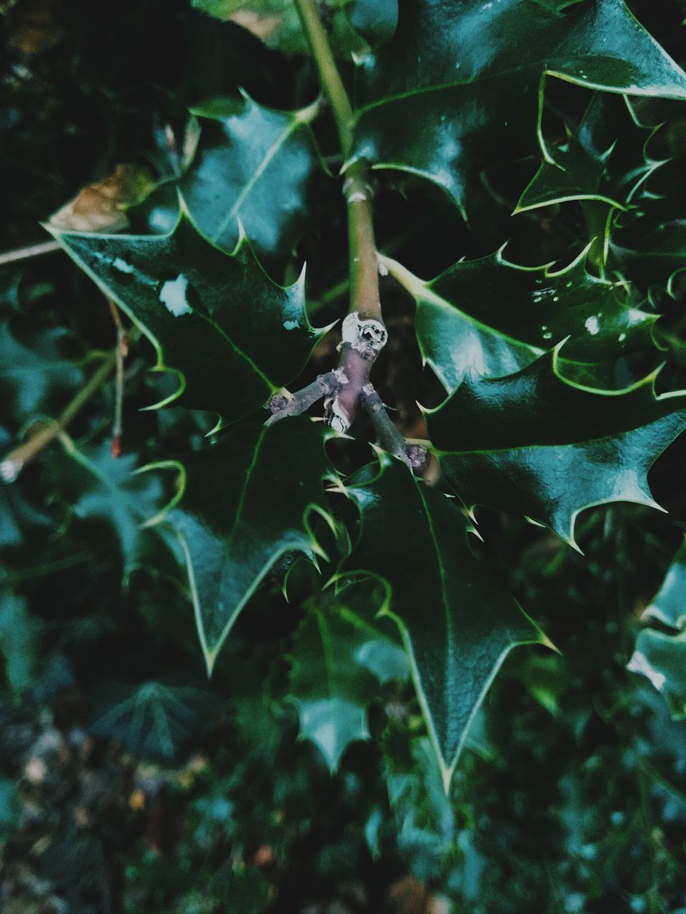 plant, plant part, leaf, growth, animal, nature, animal wildlife, no people, animal themes, animals in the wild, green color, one animal, close-up, day, beauty in nature, outdoors, selective focus, focus on foreground, water, land