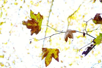 Low angle view of leaves on tree against sky