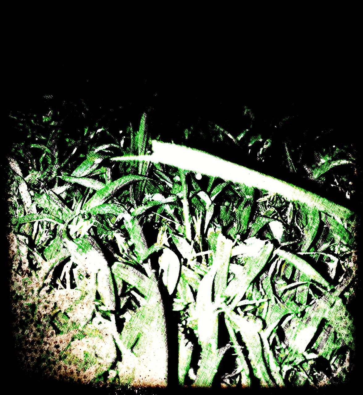 CLOSE-UP OF PLANTS AGAINST BLACK BACKGROUND AT NIGHT