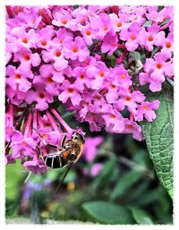 Close-up of insect on pink flowers