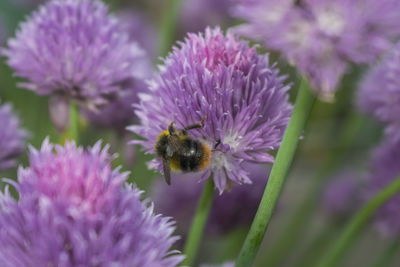 Close-up of bee on purple flowers