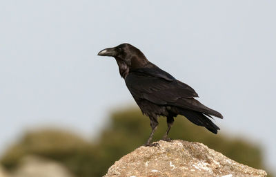 Close-up of bird perching on rock