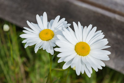 Close-up of white daisy blooming outdoors