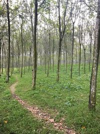 Scenic view of trees in forest