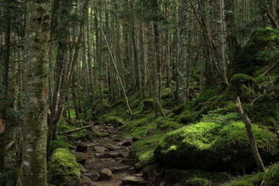 Trees in forest