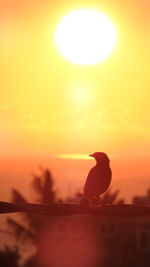 Silhouette bird in a sunset
