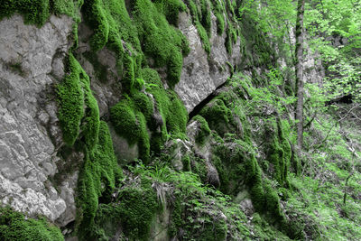 Moss growing on rock in forest